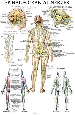 Палас учење 4 пакувања - сет на анатомски постер - ламинирана - мускулести, скелетни, 'рбетни нерви, дерматоми - сет на табела за анатомија