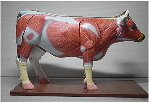 KH66ZKY Крава Анатомски модел - Модел на анатомија на крави органи - Десекција на животински модел Структурна анатомија Алатка