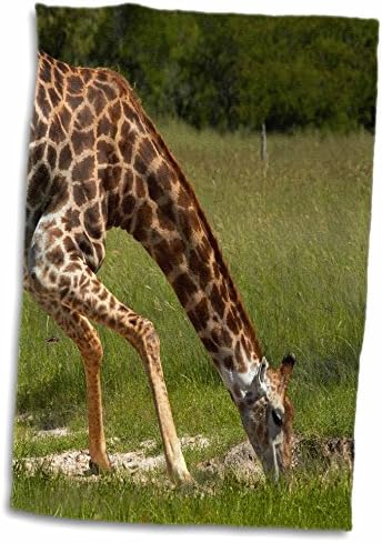 Пиење на жирафа со 3дори, Girирафа Camelopardalis, Hwange NP, Zimbabwe, Африка - крпи