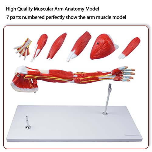 Модел на анатомија на мускулна рака на Breesky, модел на анатомија со големина на живот, анатомија модел на научна рака Анатомски