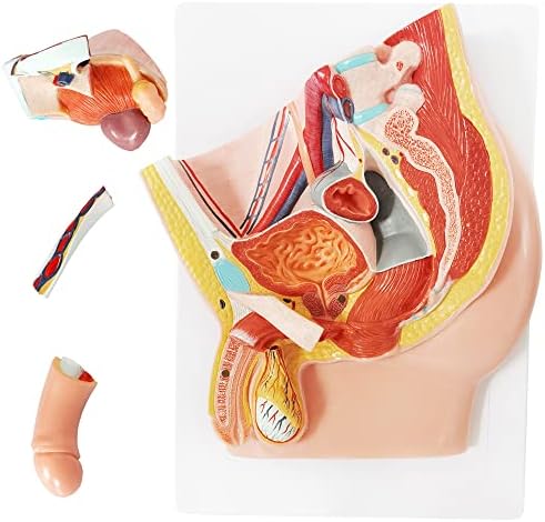 Меринден Машки Модел На Репродуктивна Анатомија На Карлицата, Модел На Карлицата Во Природна Големина На Перваз, Модел На Органи