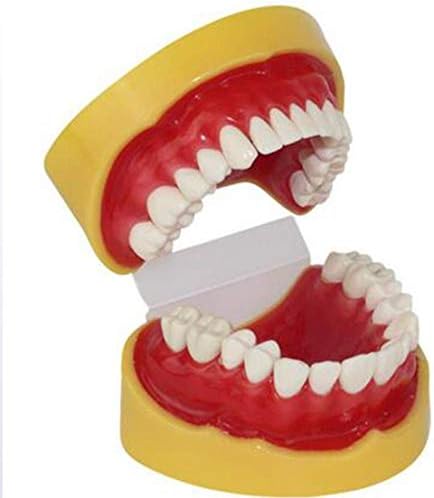 Смола симулиран стандарден модел на заби 28 заби, заби за заби, за деца, студенти од стоматолог, пациенти, учење, учење, прикажување