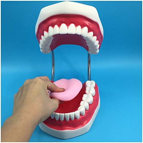 KH66ZKY Стандарден модел на заби модел на заби модел на заби настава студија за четкање модел со четка за заби голем модел на
