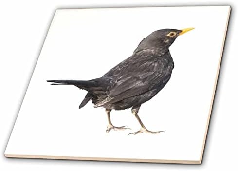 3дроза Црни Птици Вектор Уметност Отсечени Изолирани На Бели Плочки